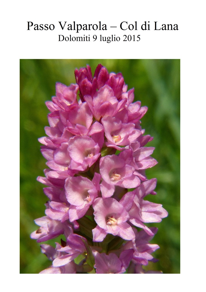 Una giornata a Valparola. Dactylorhiza, Nigritella e grandi montagne!